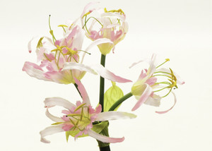 Basket Flower Pink