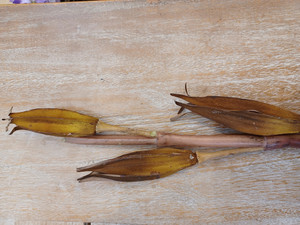 Sala Seed Spray Brown