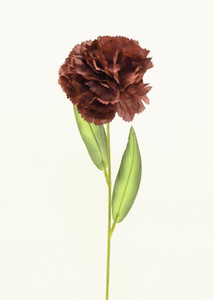 Carnation Burgundy