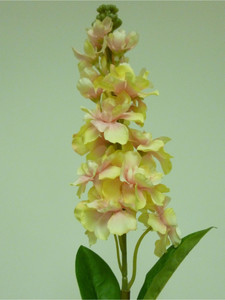 65cm Snapdragon Peach