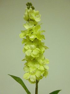 65cm Snapdragon Lt Green