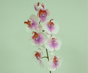 29.5" Phalaenopsis Pink/Cream