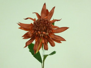 27" King Protea Red