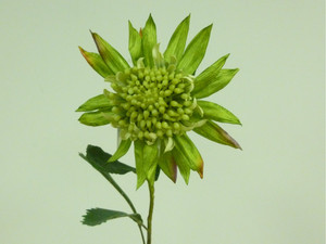 27" King Protea Green