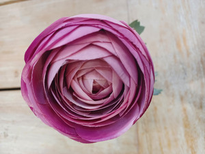 19.5" Ranunculus Mauve