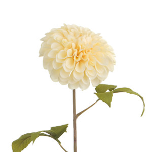 75cm Dahlia Cream