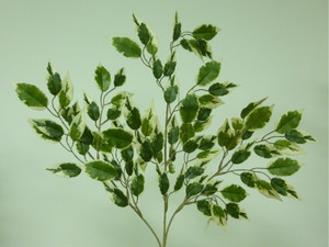 Hawaiian Ficus Spray x3 Variegated