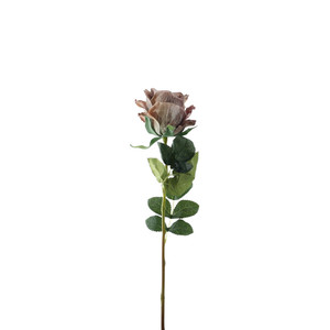 Essential Garden Rose - Vintage Taupe