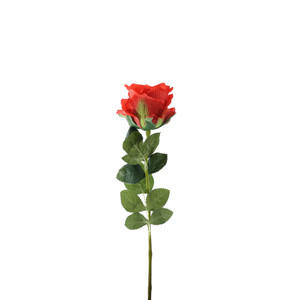 Essential Garden Rose - Red