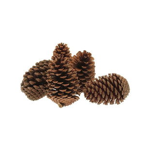 14-18cm Maritima Pine Cones  (x25) (1) 14-18cm Maritima Pine Cones  (x25) (1)