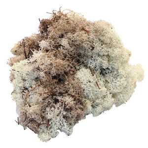 500g Natural Reindeer Moss 500g Natural Reindeer Moss