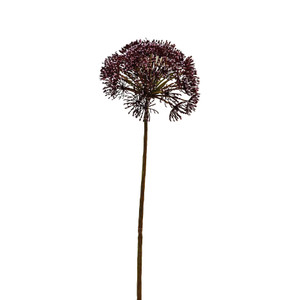 Anethum Spray Dark Pink