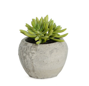 11cm Succulent in Pot