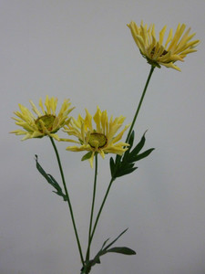 50cm Daisy x3 Yellow