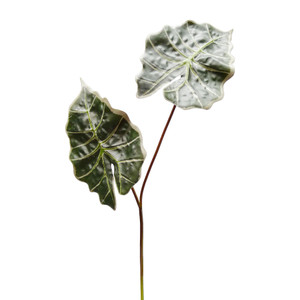 43cm Alocasia Leaf x2