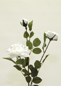 Micro Peach Rose x3 White