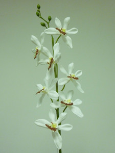 82cm Epicattleya Cream