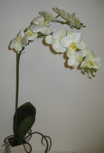 29" Potted Phalaenopsis