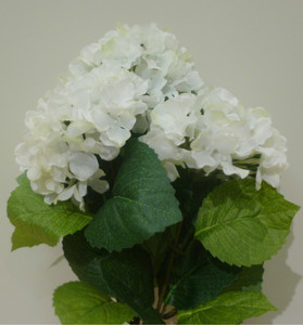 Hydrangea Bush Cream
