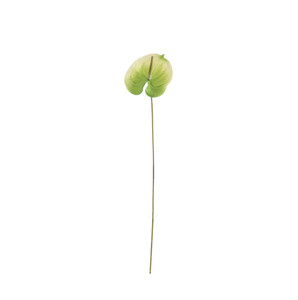 Essential Anthurium - White/Green