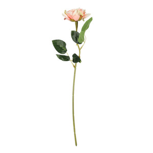 Essential  Rose - Peach