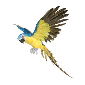 Macaw Bird Flying Blue Small