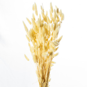 Bunny Tails (Hares ) Champagne 80Grams  Col 13P
