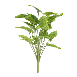Plant House Syngonium 46cm 