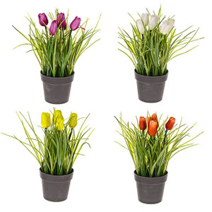 Potted Tulips and Grass 4 Assorted Designs