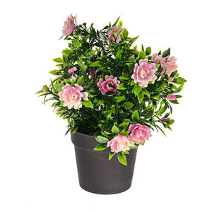 Bloom Potted Plant Pink 24 cm