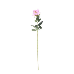 Arundel Rose Lavender