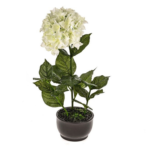 Potted Single Hydrangea Cream from Country Baskets