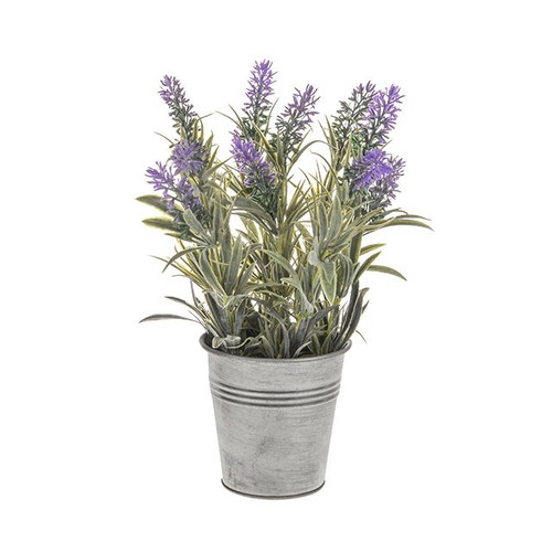 Potted Mini Lavender 31 cm