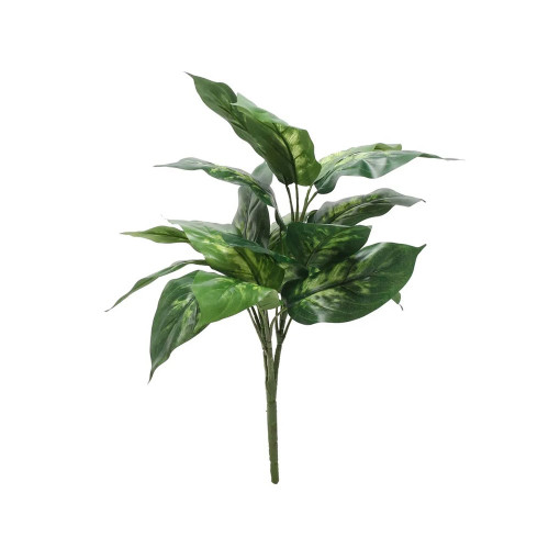 Dieffenbachia Plant 56 cm from Country Baskets