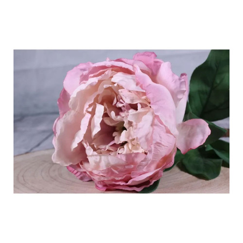 Peony Antique Pink Single Stem
