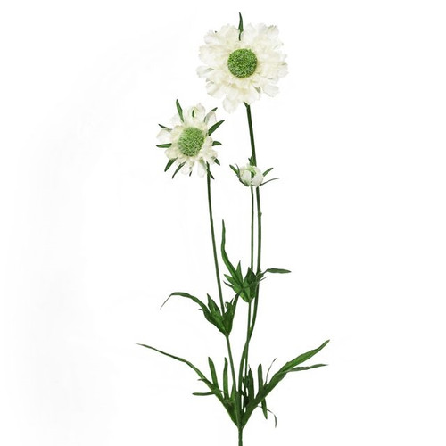 Artificial Scabiosa Spray Cream 64 cm