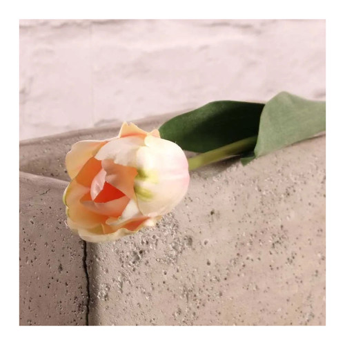 Tulip Champagne