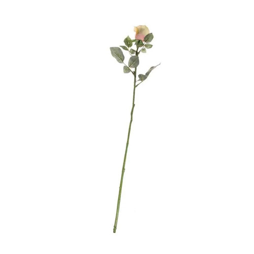 Single Celia Rose Cream 71 cm