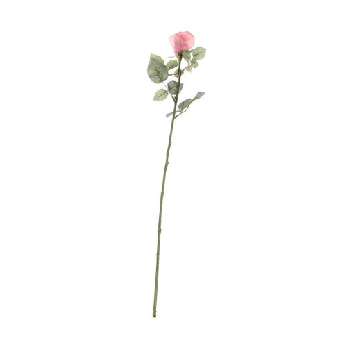 Single Celia Rose Peach 71 cm