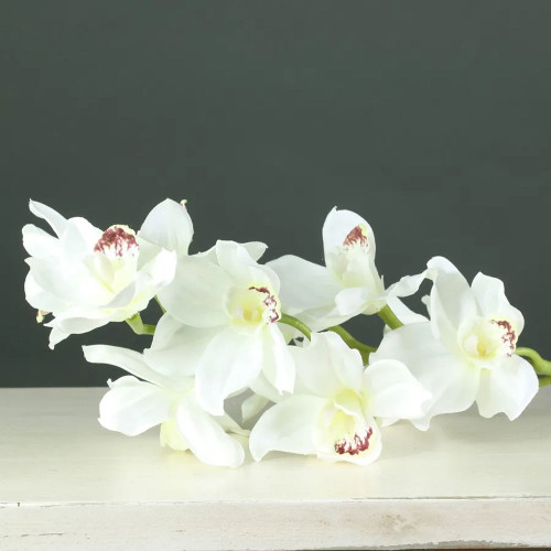 Tintagel Cybidium Orchid White