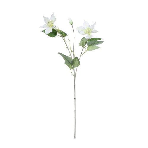 Clematis White