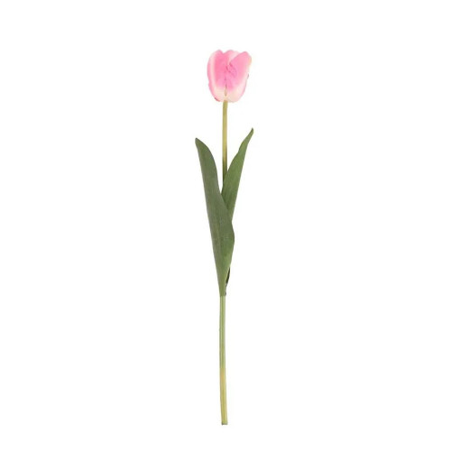 Tulip Pink