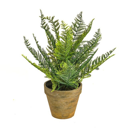 Potted Lace Fern 38 cm