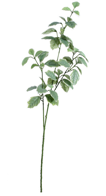 Euonymus Leaves Spray Light Green