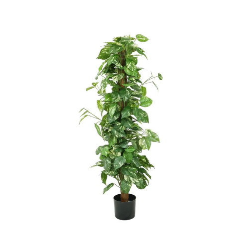 Variegated Pothos Tree - 4Ft