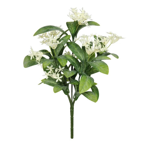 Exterior Everlast Star Flower Plant 25cm