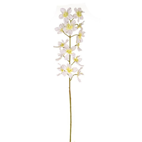 Fiesta Orchid Cream 72 cm