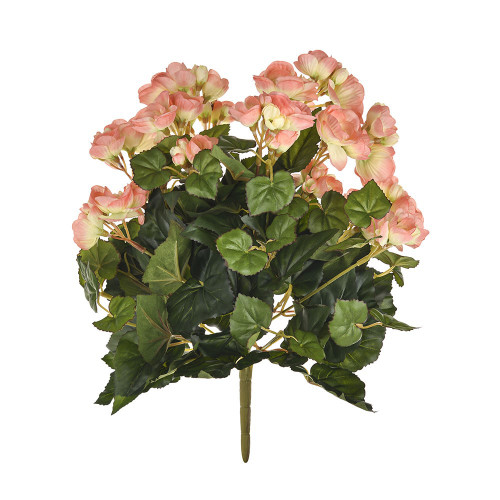 Begonia Bush Lt. Peach from Country Baskets