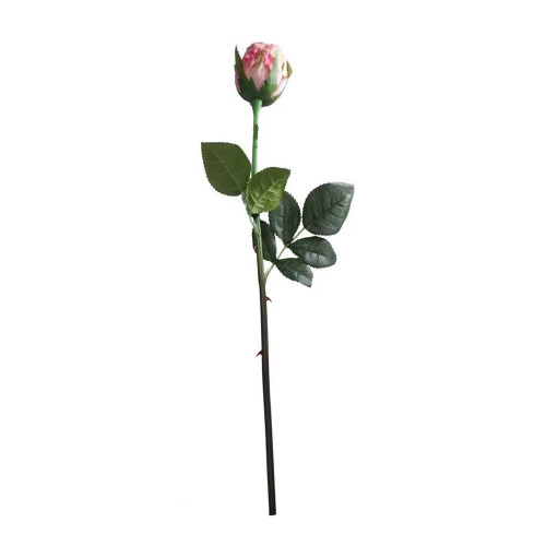 Oxford Pink Rose Bud