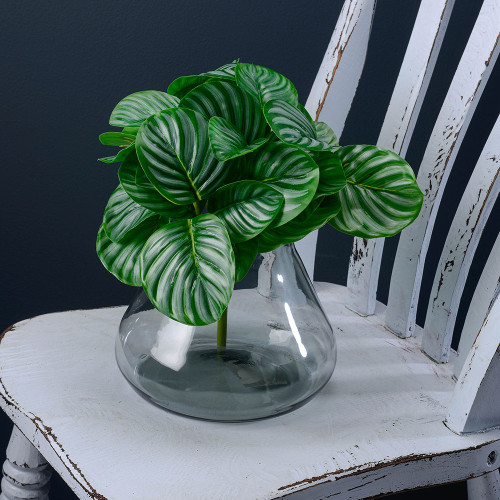 Exterior Calathea Bush 28cm